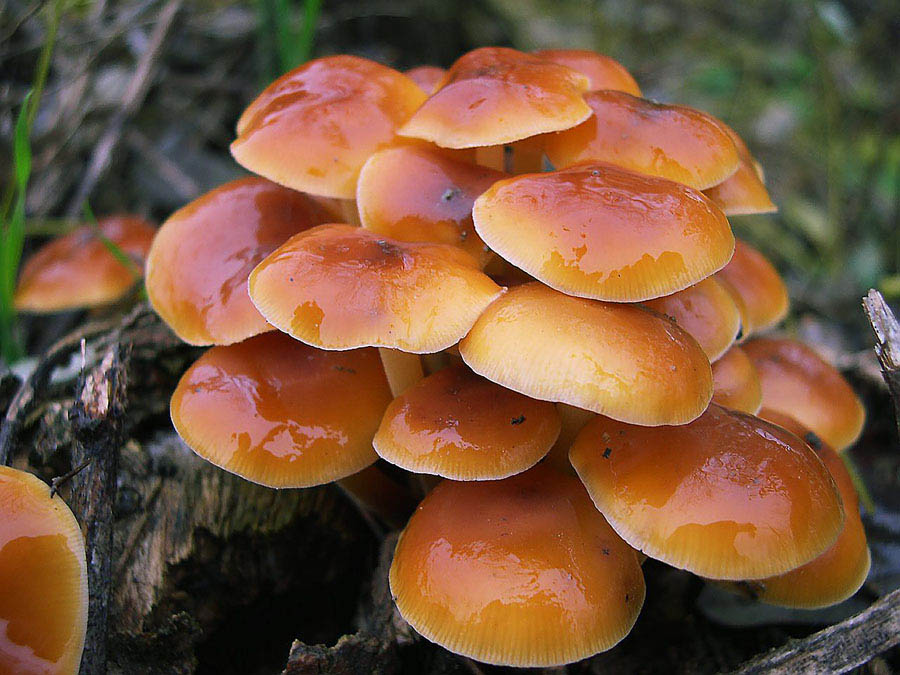 Flammulina velutipes.